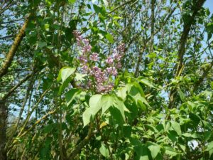 57-Haigerloch-Wanderung