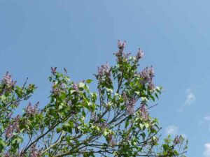 59-Haigerloch-Wanderung