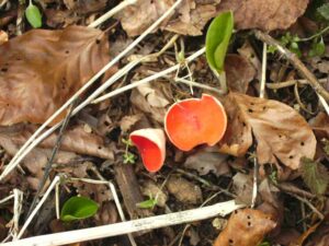 67-Lautertal-Maerzenbecher-
