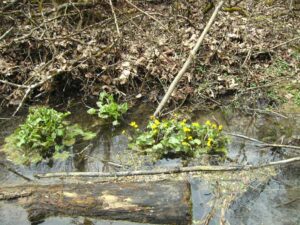 80-Lautertal-Maerzenbecher-