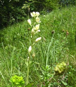 83-Bisingen-Irrenberg-Wanderung