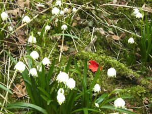 83-Lautertal-Maerzenbecher-