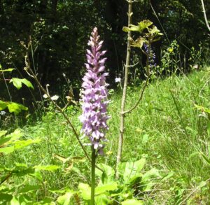 84-Bisingen-Irrenberg-Wanderung