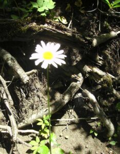85-Bisingen-Irrenberg-Wanderung