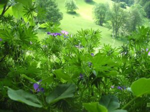 88-Bisingen-Irrenberg-Wanderung