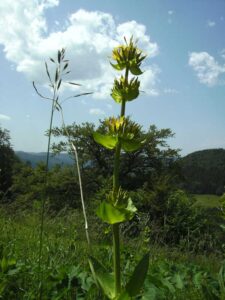90-Bisingen-Irrenberg-Wanderung