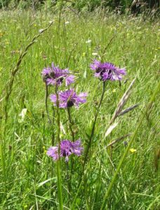 91-Bisingen-Irrenberg-Wanderung