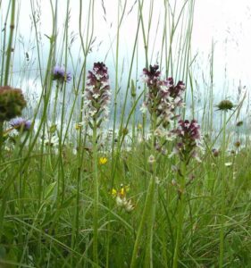 91-Oeschingen-Filsenberg