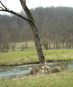 95-Lautertal-Maerzenbecher-