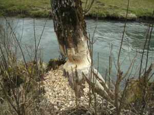 96-Lautertal-Maerzenbecher-