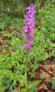 99-Oeschingen-Filsenberg