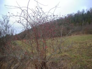 994-Melchingen-Wanderung