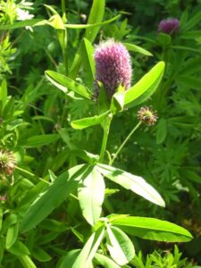 81-Traifelberg-Wandertour