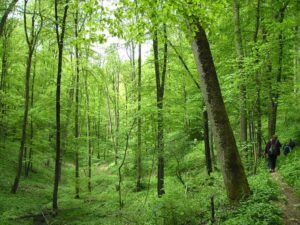 93-Gönningen-Nebelhöhle